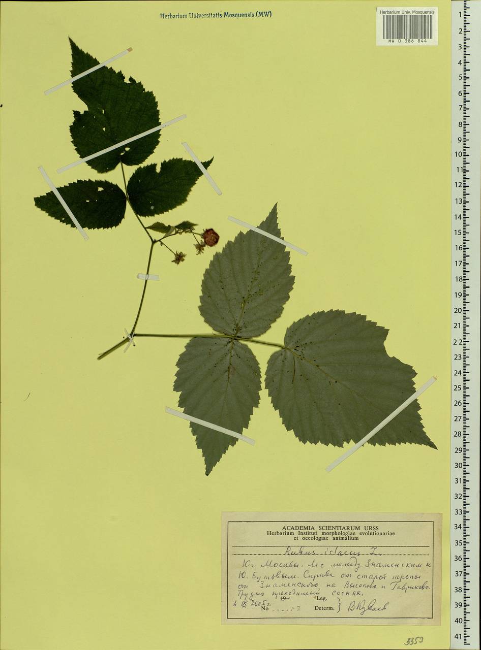 Rubus idaeus L., Eastern Europe, Moscow region (E4a) (Russia)