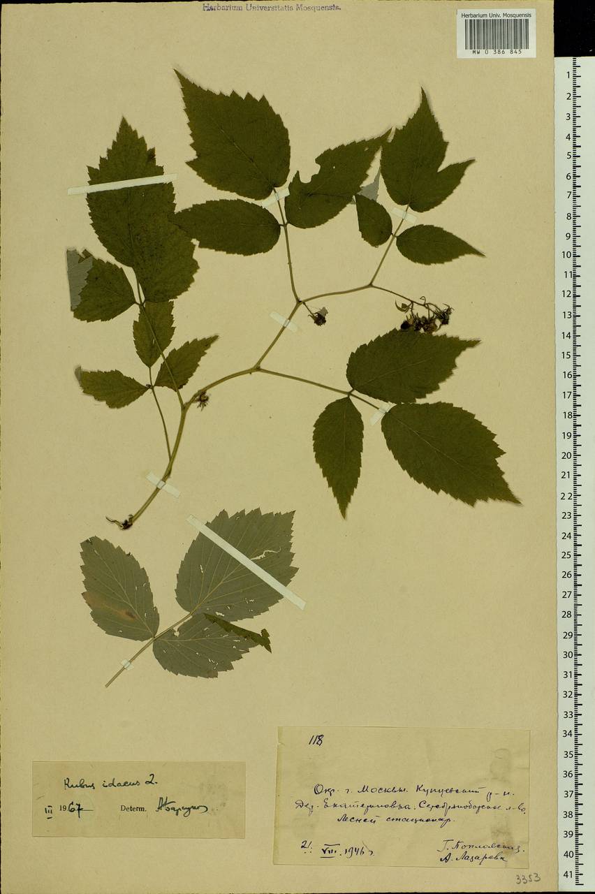 Rubus idaeus L., Eastern Europe, Moscow region (E4a) (Russia)