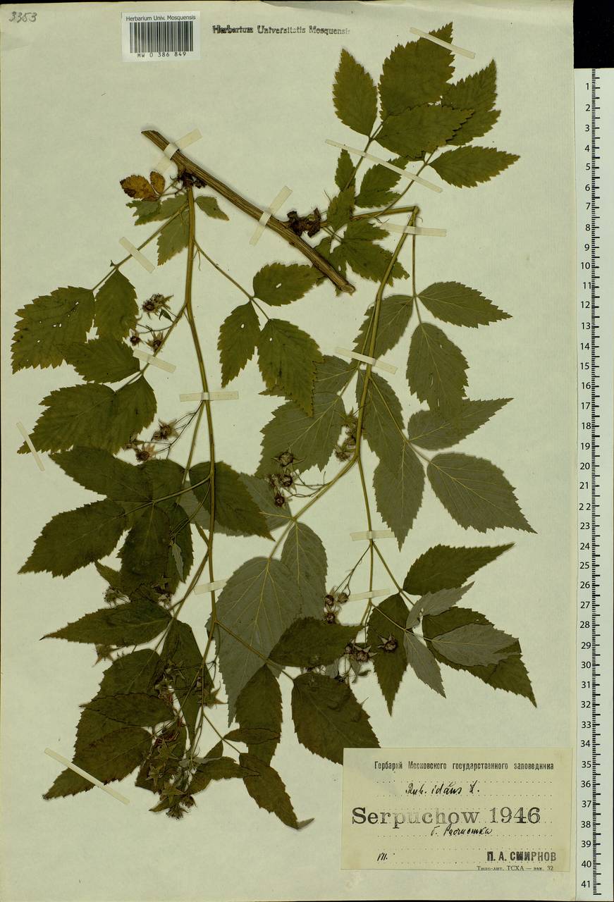 Rubus idaeus L., Eastern Europe, Moscow region (E4a) (Russia)