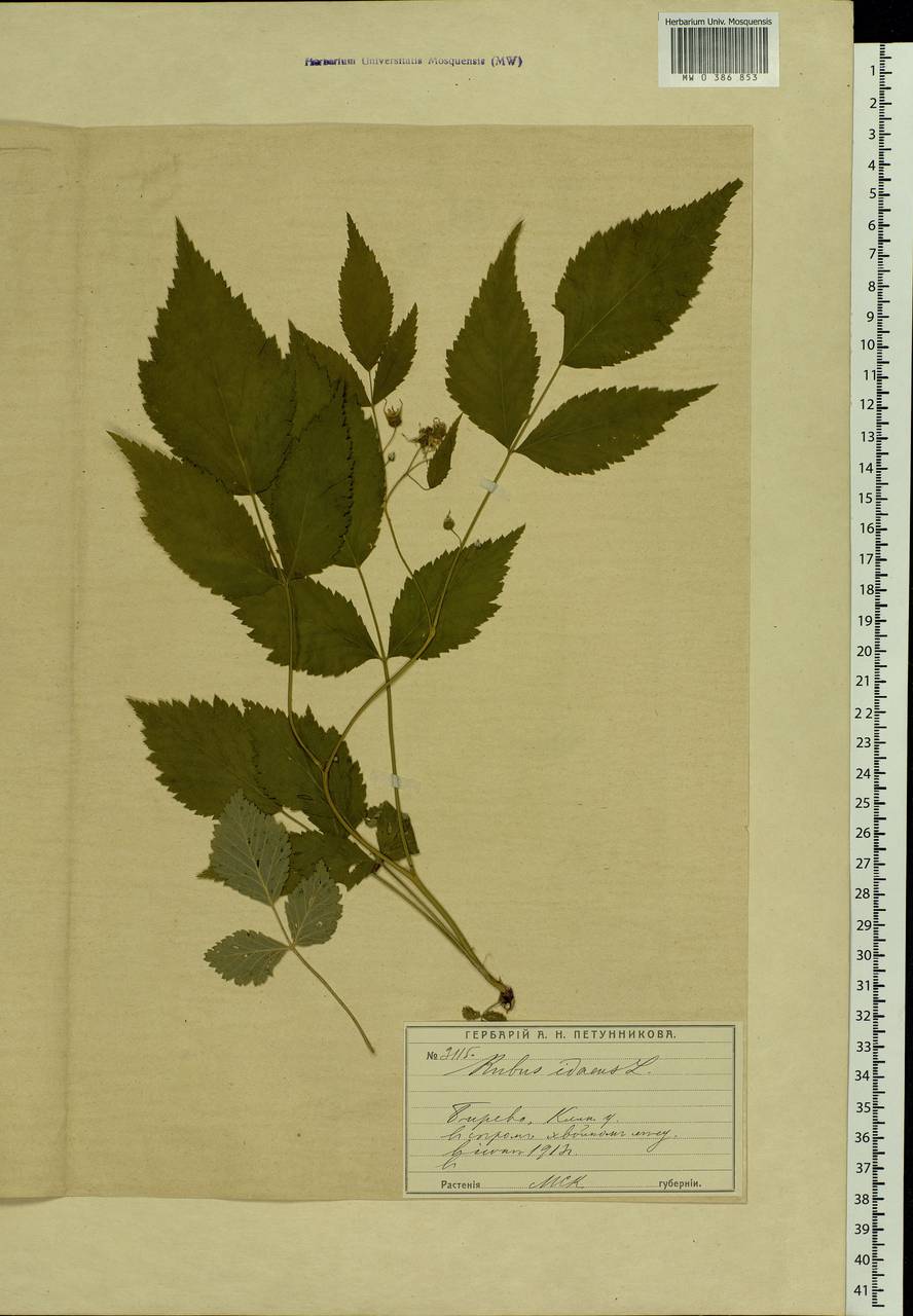 Rubus idaeus L., Eastern Europe, Moscow region (E4a) (Russia)
