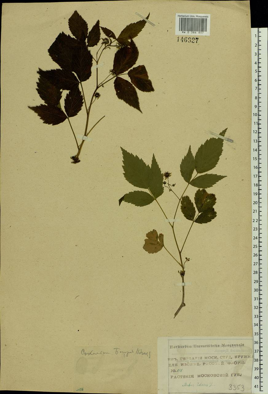 Rubus idaeus L., Eastern Europe, Moscow region (E4a) (Russia)