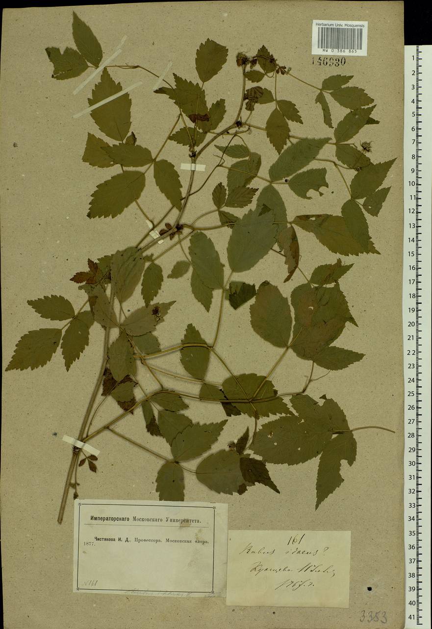 Rubus idaeus L., Eastern Europe, Moscow region (E4a) (Russia)