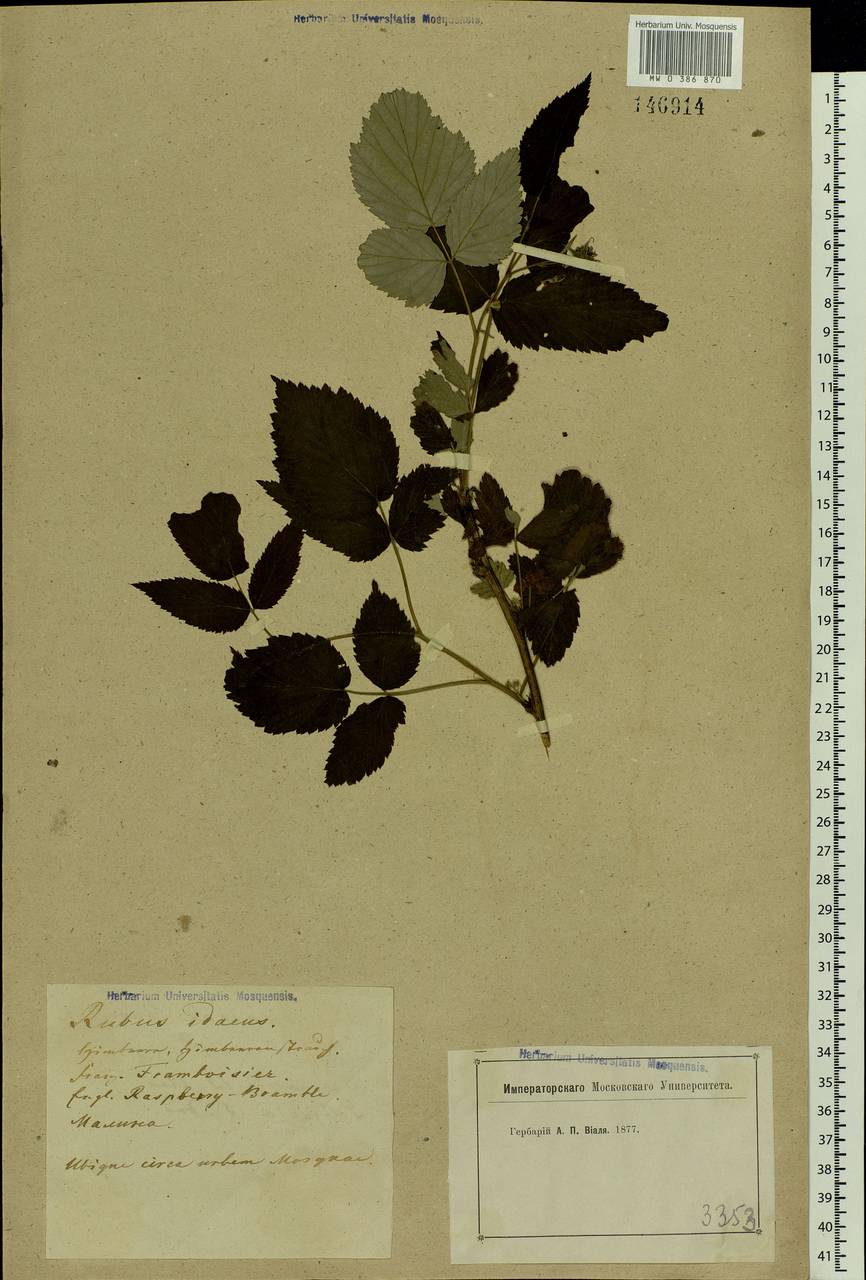 Rubus idaeus L., Eastern Europe, Moscow region (E4a) (Russia)