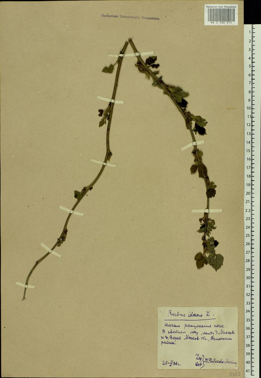 Rubus idaeus L., Eastern Europe, Moscow region (E4a) (Russia)