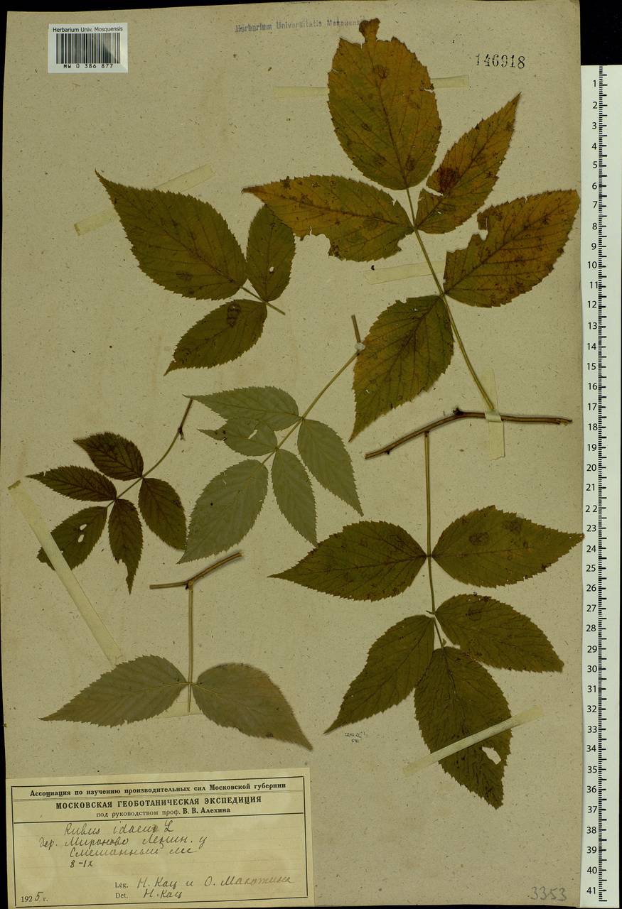 Rubus idaeus L., Eastern Europe, Moscow region (E4a) (Russia)