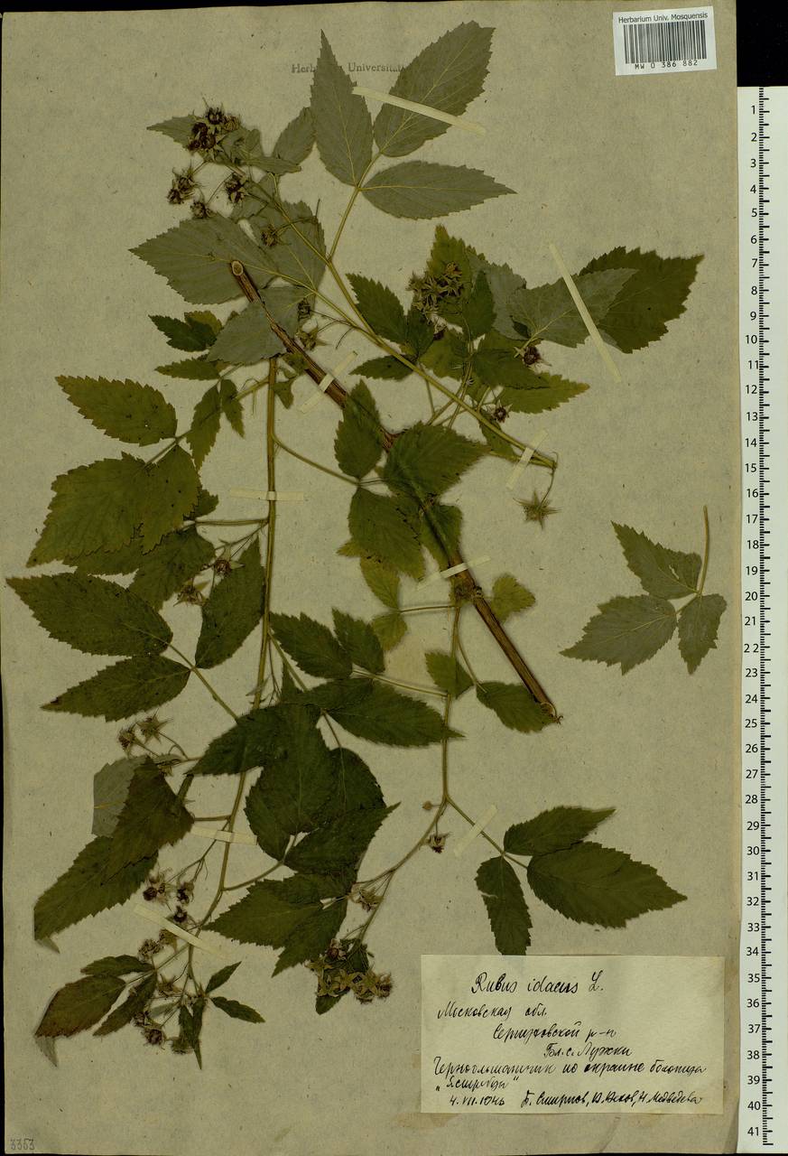 Rubus idaeus L., Eastern Europe, Moscow region (E4a) (Russia)