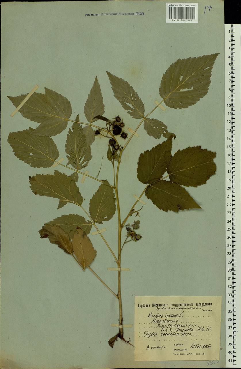Rubus idaeus L., Eastern Europe, Moscow region (E4a) (Russia)