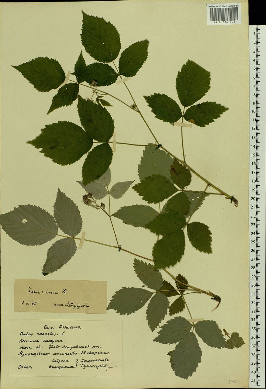 Rubus idaeus L., Eastern Europe, Moscow region (E4a) (Russia)