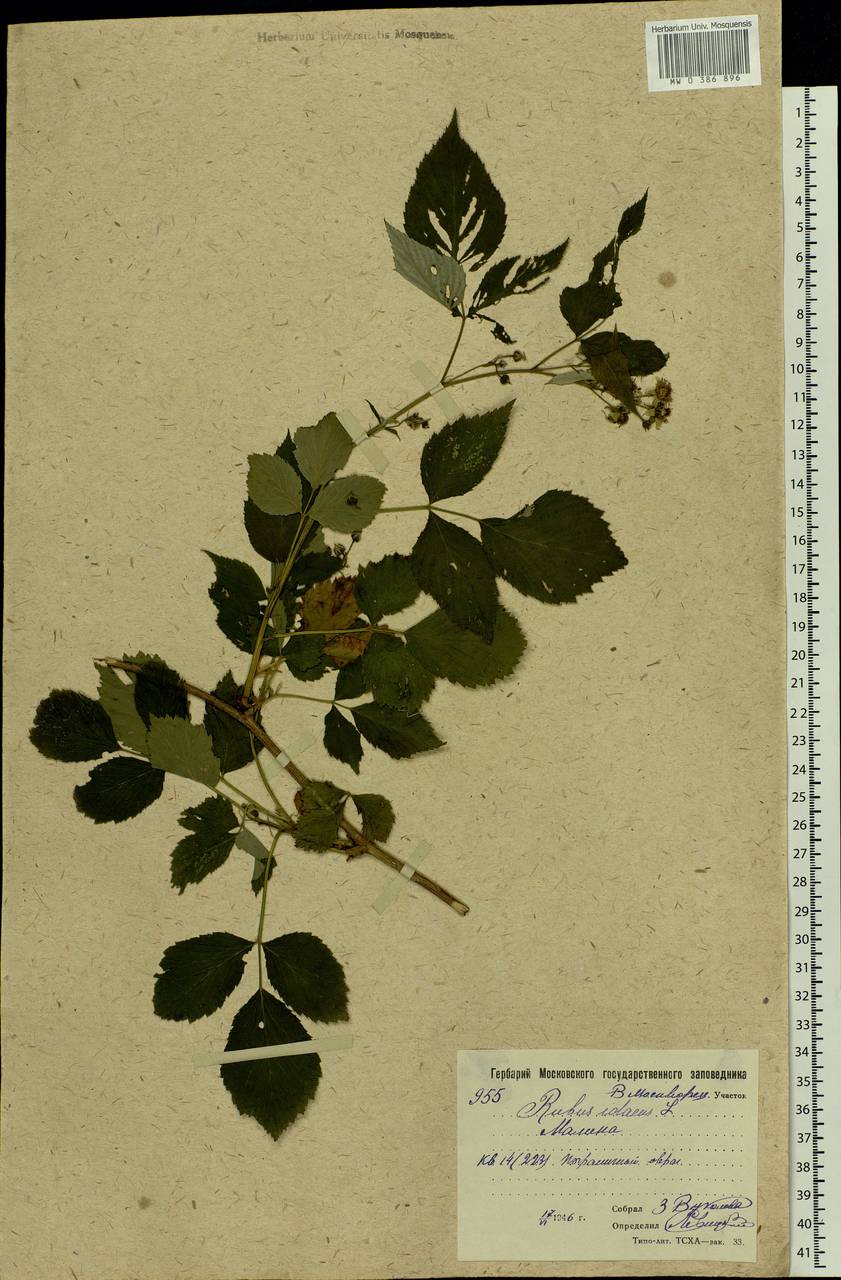 Rubus idaeus L., Eastern Europe, Moscow region (E4a) (Russia)