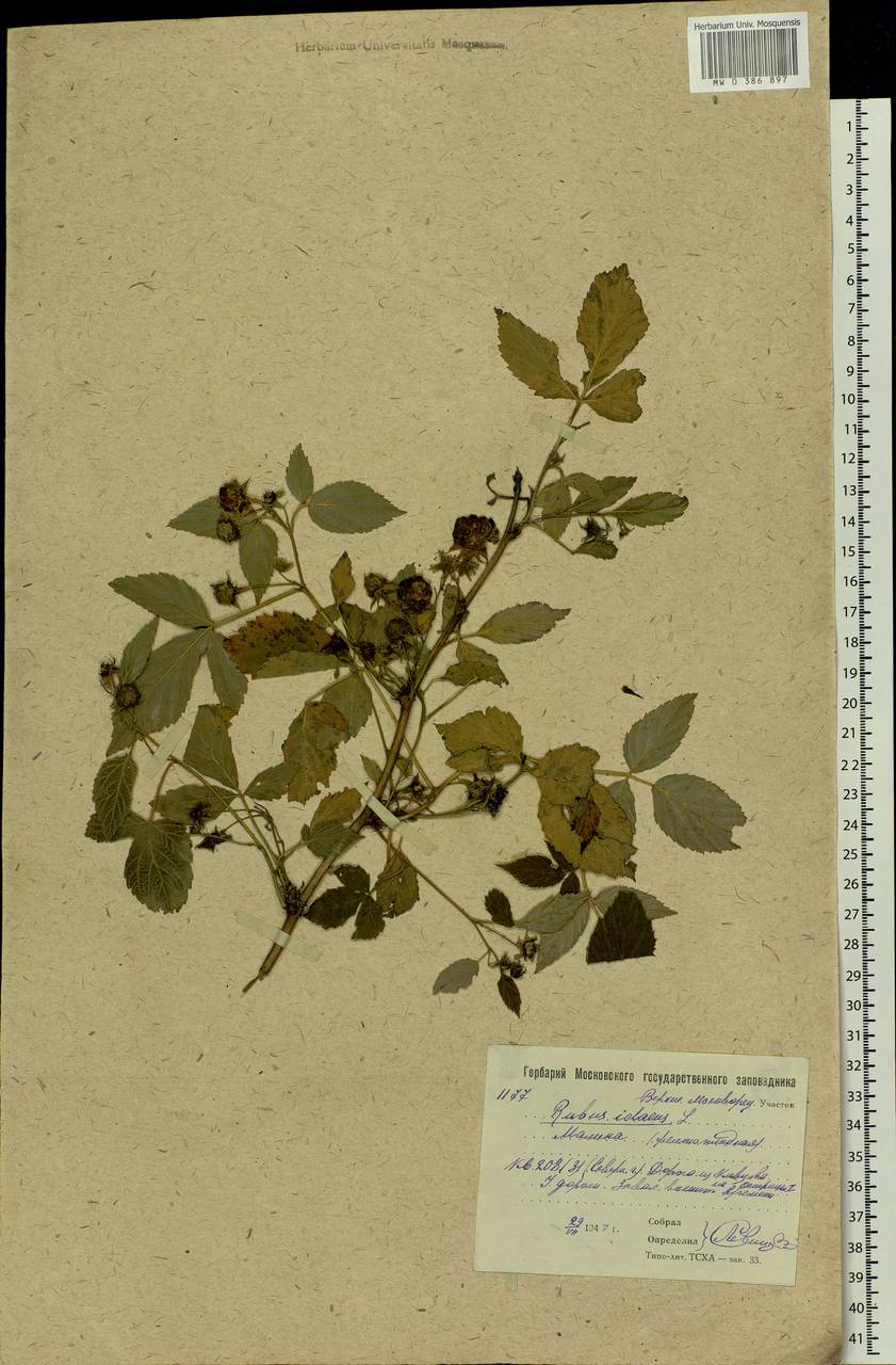 Rubus idaeus L., Eastern Europe, Moscow region (E4a) (Russia)