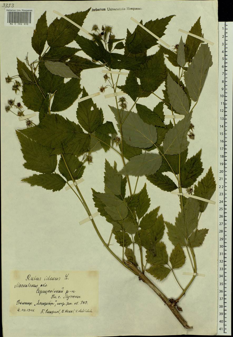 Rubus idaeus L., Eastern Europe, Moscow region (E4a) (Russia)