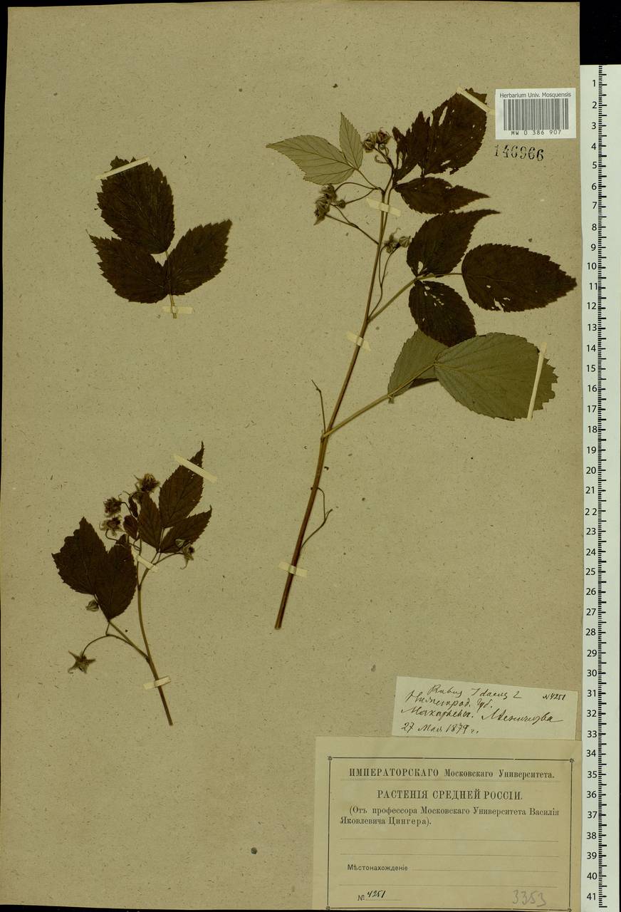 Rubus idaeus L., Eastern Europe, Volga-Kama region (E7) (Russia)