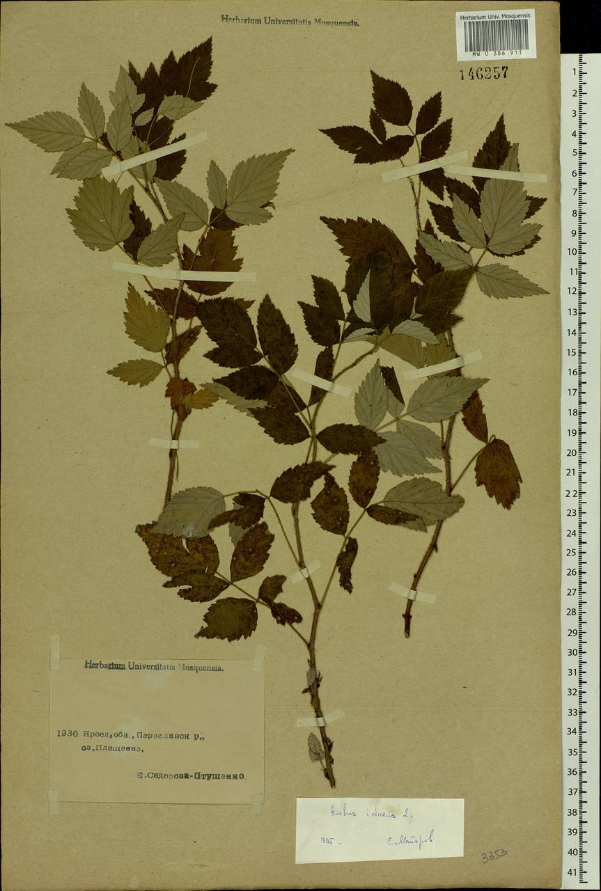 Rubus idaeus L., Eastern Europe, Central forest region (E5) (Russia)