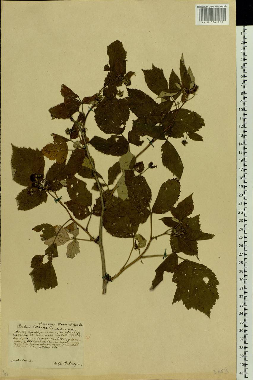 Rubus idaeus L., Eastern Europe, Central forest-and-steppe region (E6) (Russia)