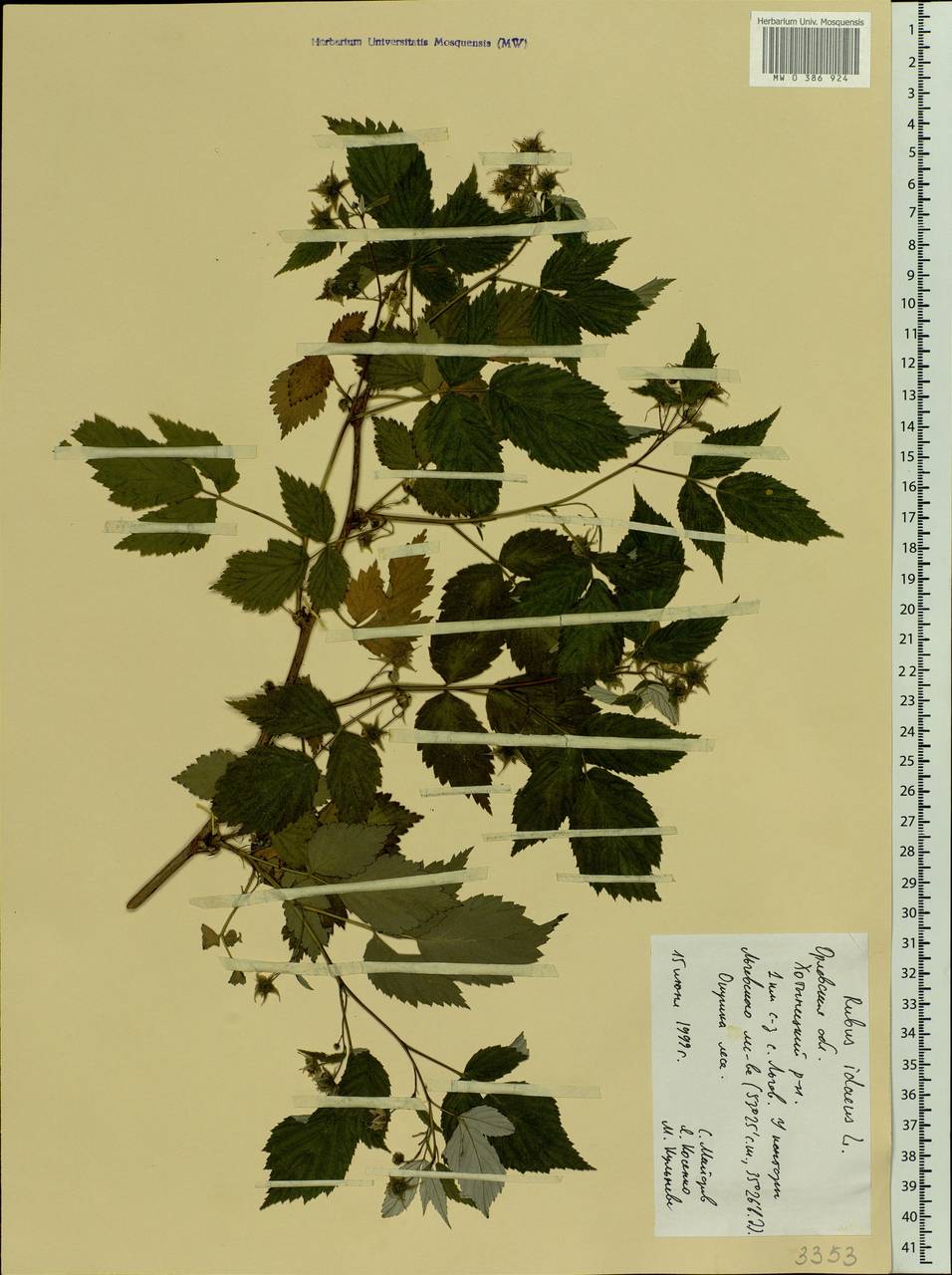Rubus idaeus L., Eastern Europe, Central forest-and-steppe region (E6) (Russia)