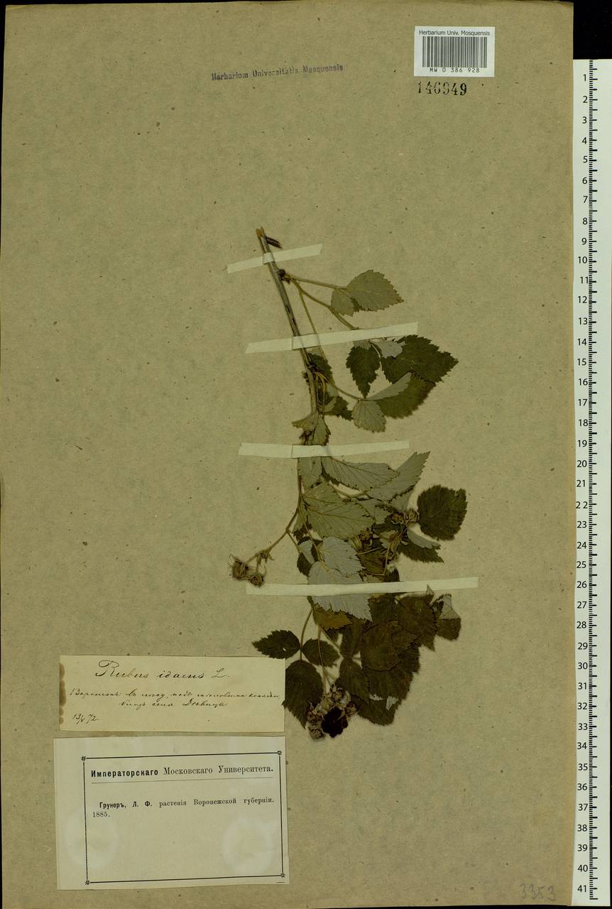 Rubus idaeus L., Eastern Europe, Central forest-and-steppe region (E6) (Russia)