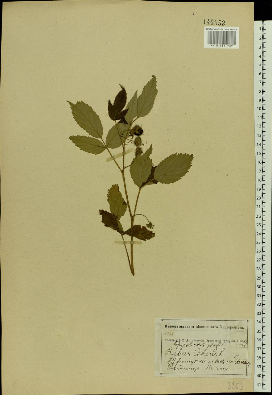 Rubus idaeus L., Eastern Europe, Central forest-and-steppe region (E6) (Russia)