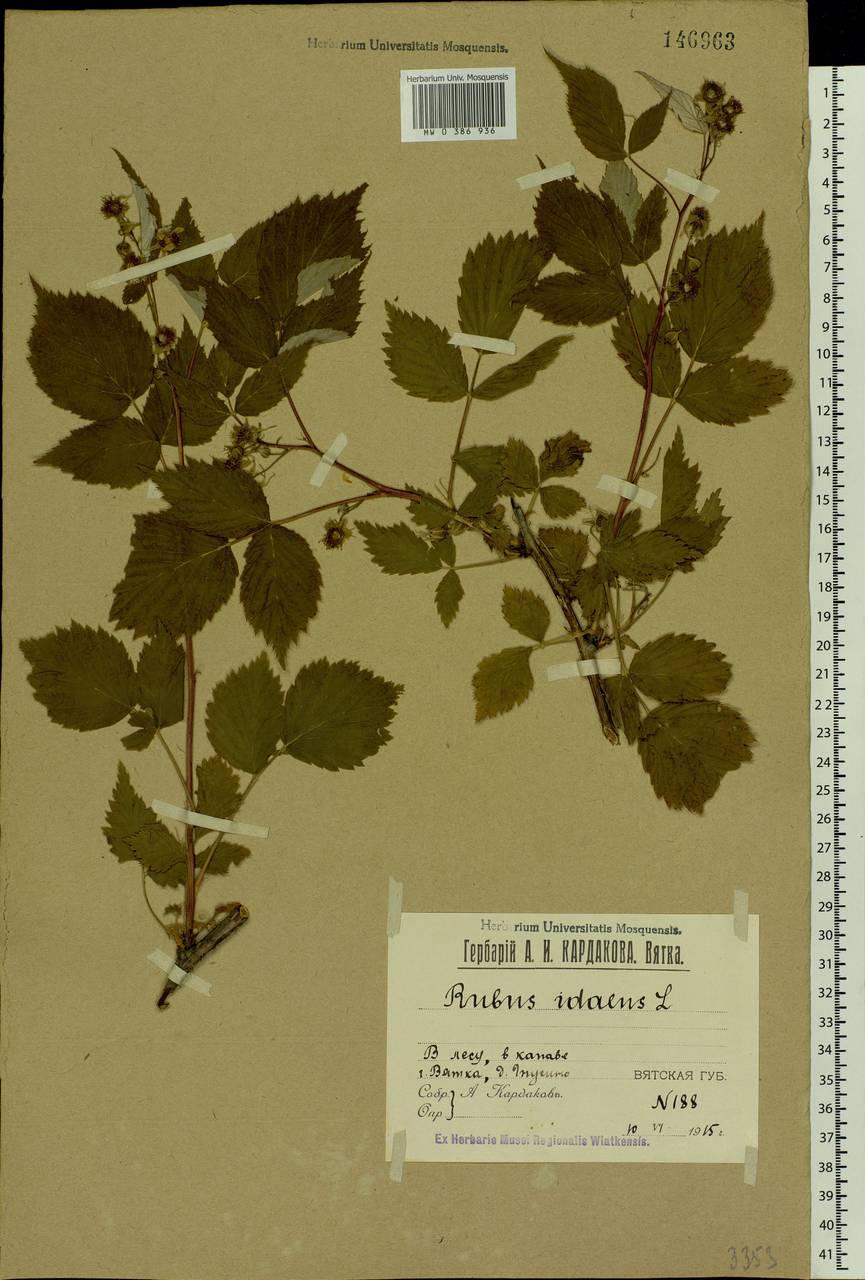 Rubus idaeus L., Eastern Europe, Volga-Kama region (E7) (Russia)