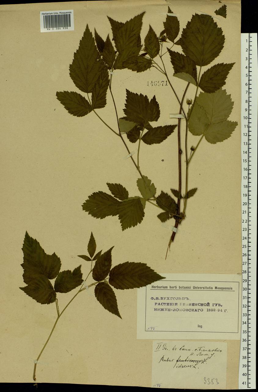 Rubus idaeus L., Eastern Europe, Middle Volga region (E8) (Russia)