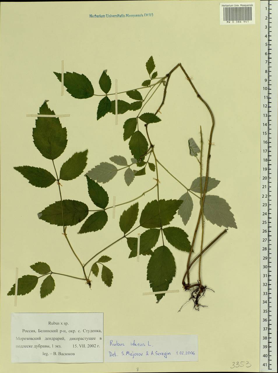 Rubus idaeus L., Eastern Europe, Middle Volga region (E8) (Russia)