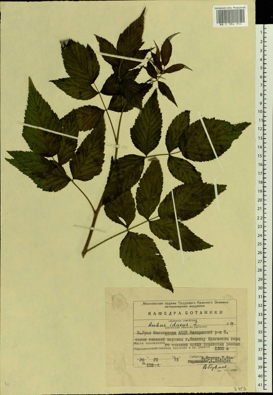 Rubus idaeus L., Eastern Europe, Eastern region (E10) (Russia)