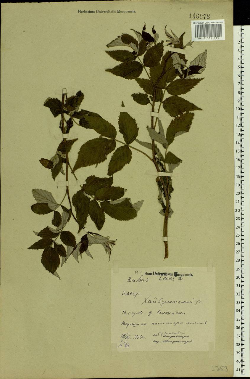 Rubus idaeus L., Eastern Europe, Eastern region (E10) (Russia)
