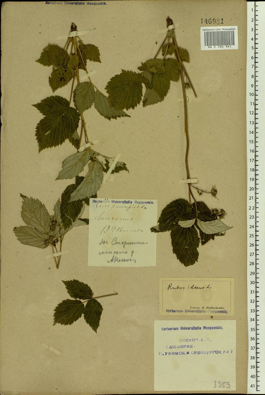 Rubus idaeus L., Eastern Europe, Eastern region (E10) (Russia)