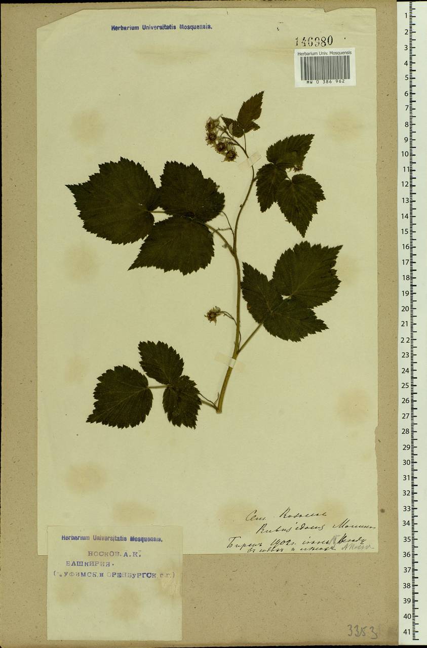 Rubus idaeus L., Eastern Europe, Eastern region (E10) (Russia)