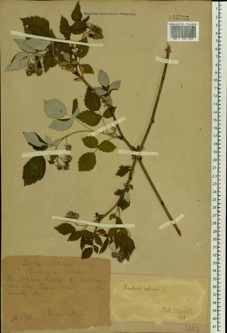 Rubus idaeus L., Eastern Europe, Eastern region (E10) (Russia)