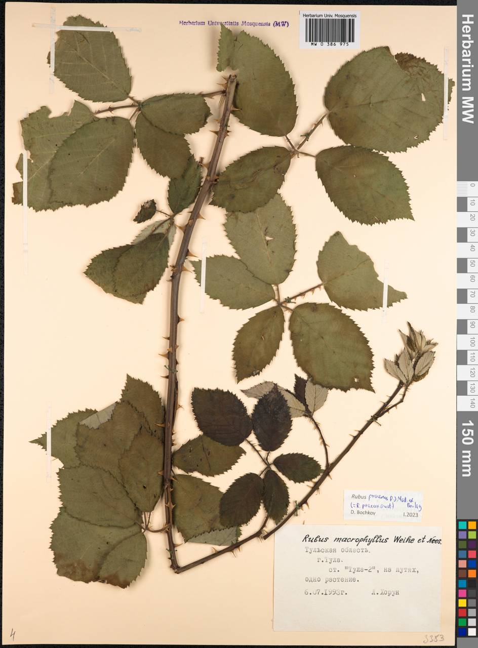 Rubus procerus P. J. Müll. ex Genev., Eastern Europe, Central region (E4) (Russia)