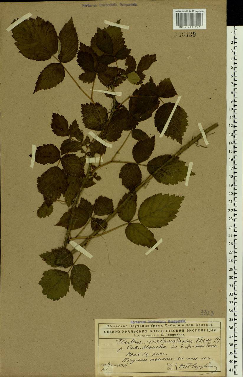 Rubus sachalinensis H. Lév., Eastern Europe, Northern region (E1) (Russia)