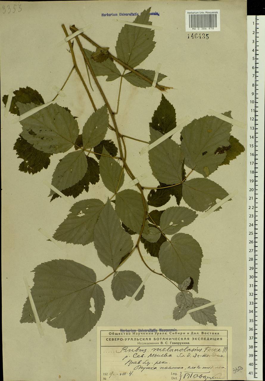 Rubus sachalinensis H. Lév., Eastern Europe, Northern region (E1) (Russia)