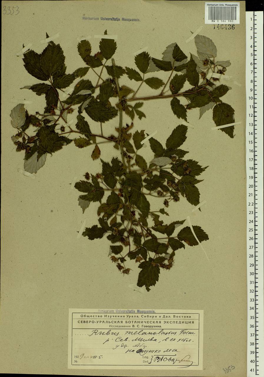 Rubus sachalinensis H. Lév., Eastern Europe, Northern region (E1) (Russia)