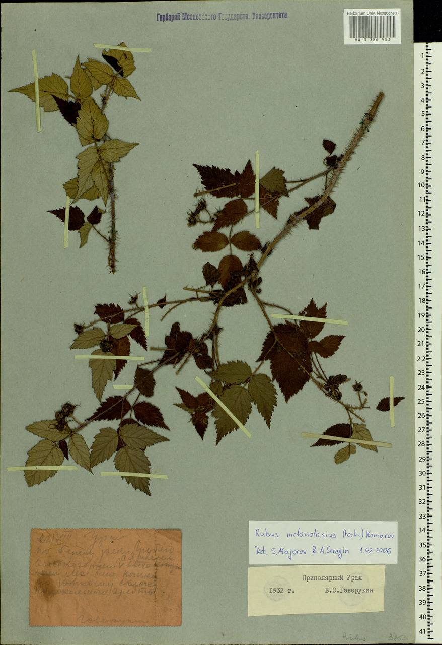 Rubus sachalinensis H. Lév., Siberia, Western Siberia (S1) (Russia)