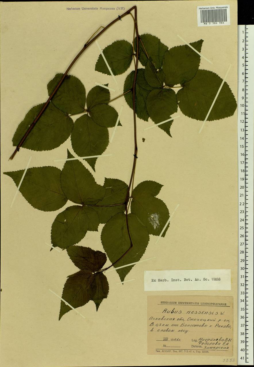 Rubus nessensis Hall, Eastern Europe, North-Western region (E2) (Russia)