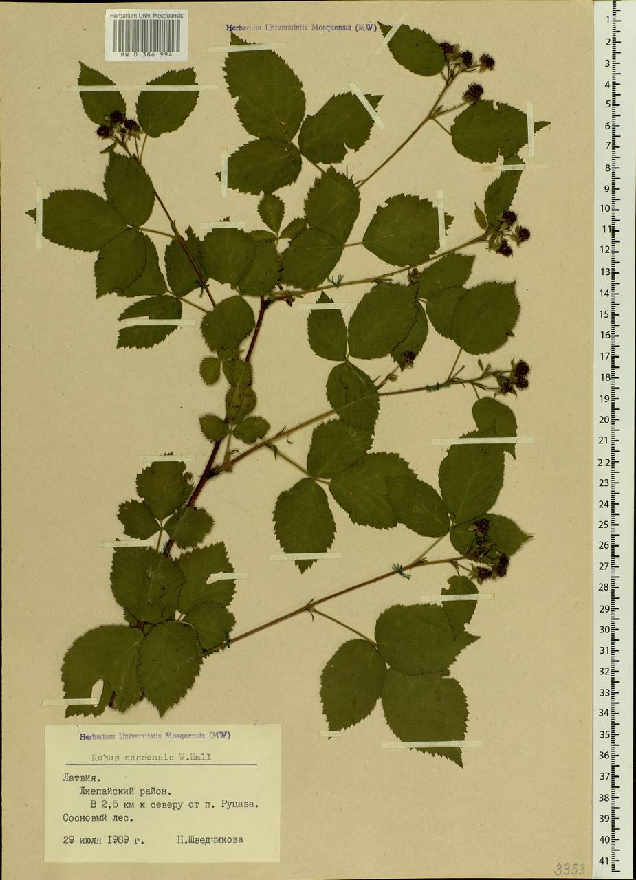 Rubus nessensis Hall, Eastern Europe, Latvia (E2b) (Latvia)