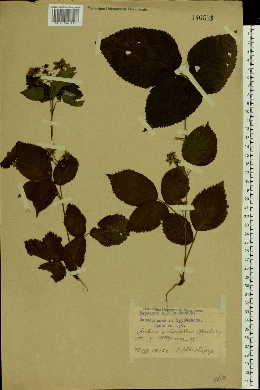 Rubus nessensis Hall, Eastern Europe, Western region (E3) (Russia)