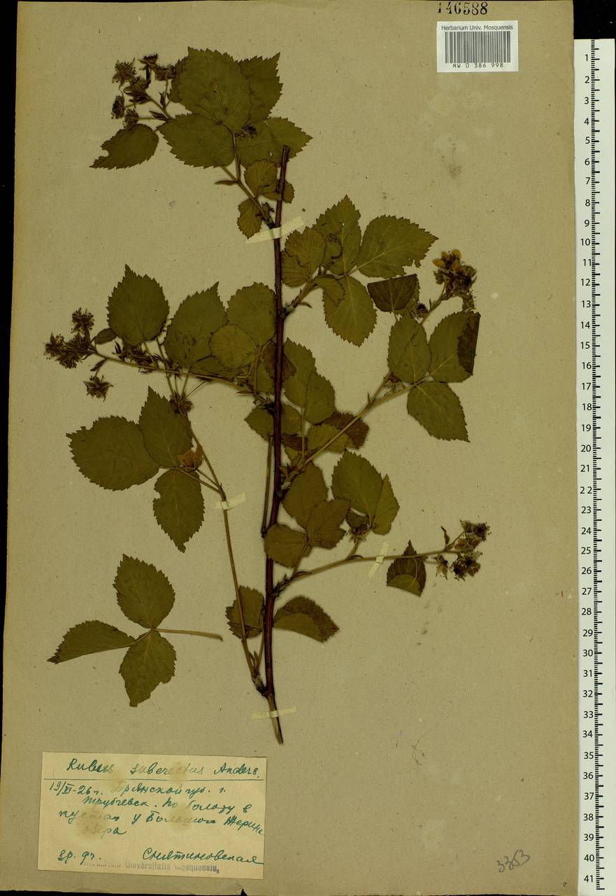Rubus nessensis Hall, Eastern Europe, Western region (E3) (Russia)