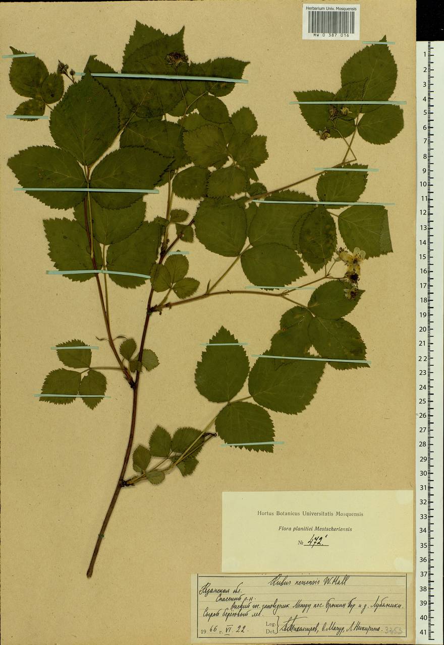 Rubus nessensis Hall, Eastern Europe, Central region (E4) (Russia)