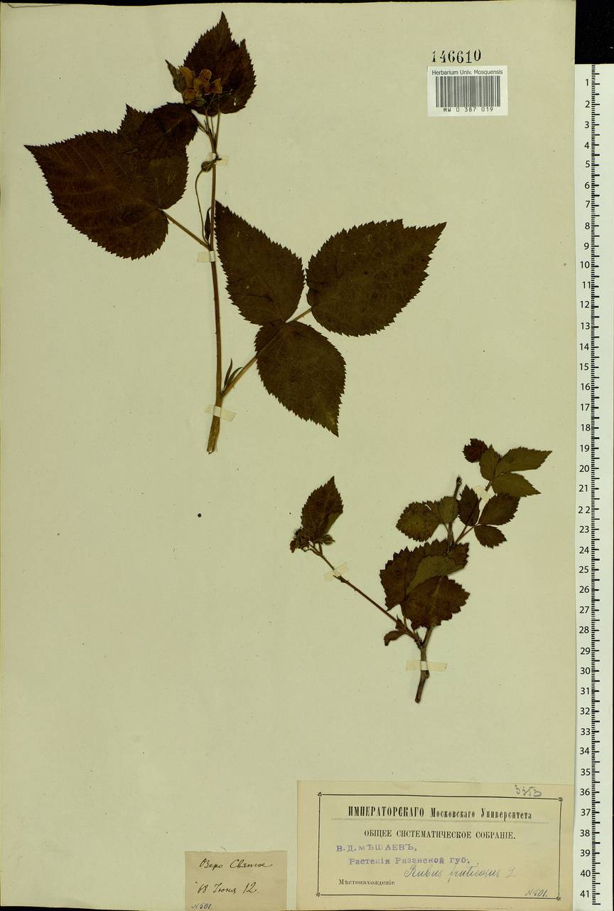 Rubus nessensis Hall, Eastern Europe, Central region (E4) (Russia)