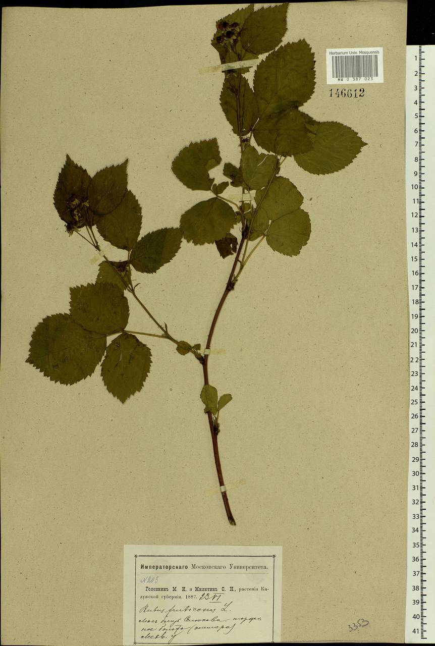 Rubus nessensis Hall, Eastern Europe, Central region (E4) (Russia)