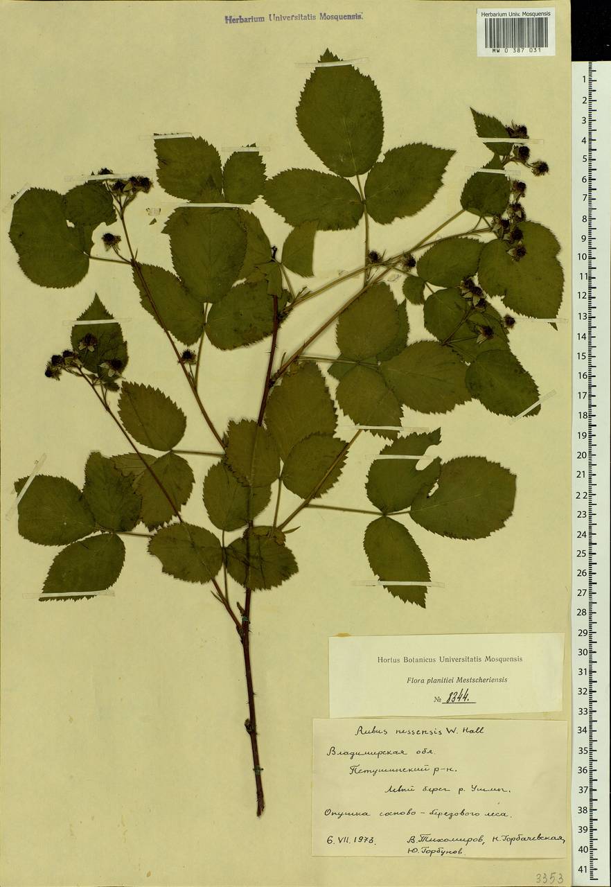 Rubus nessensis Hall, Eastern Europe, Central region (E4) (Russia)