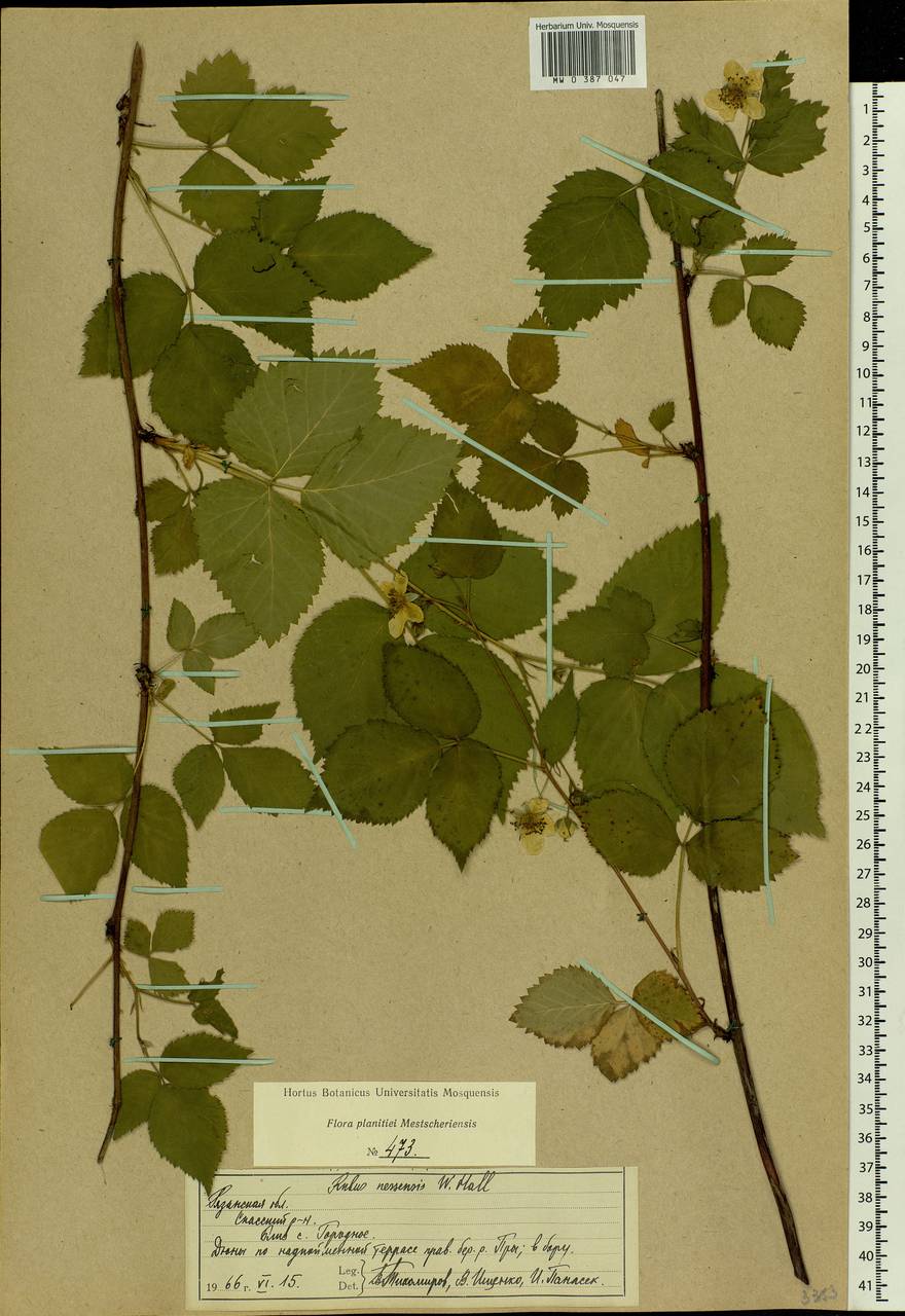 Rubus nessensis Hall, Eastern Europe, Central region (E4) (Russia)