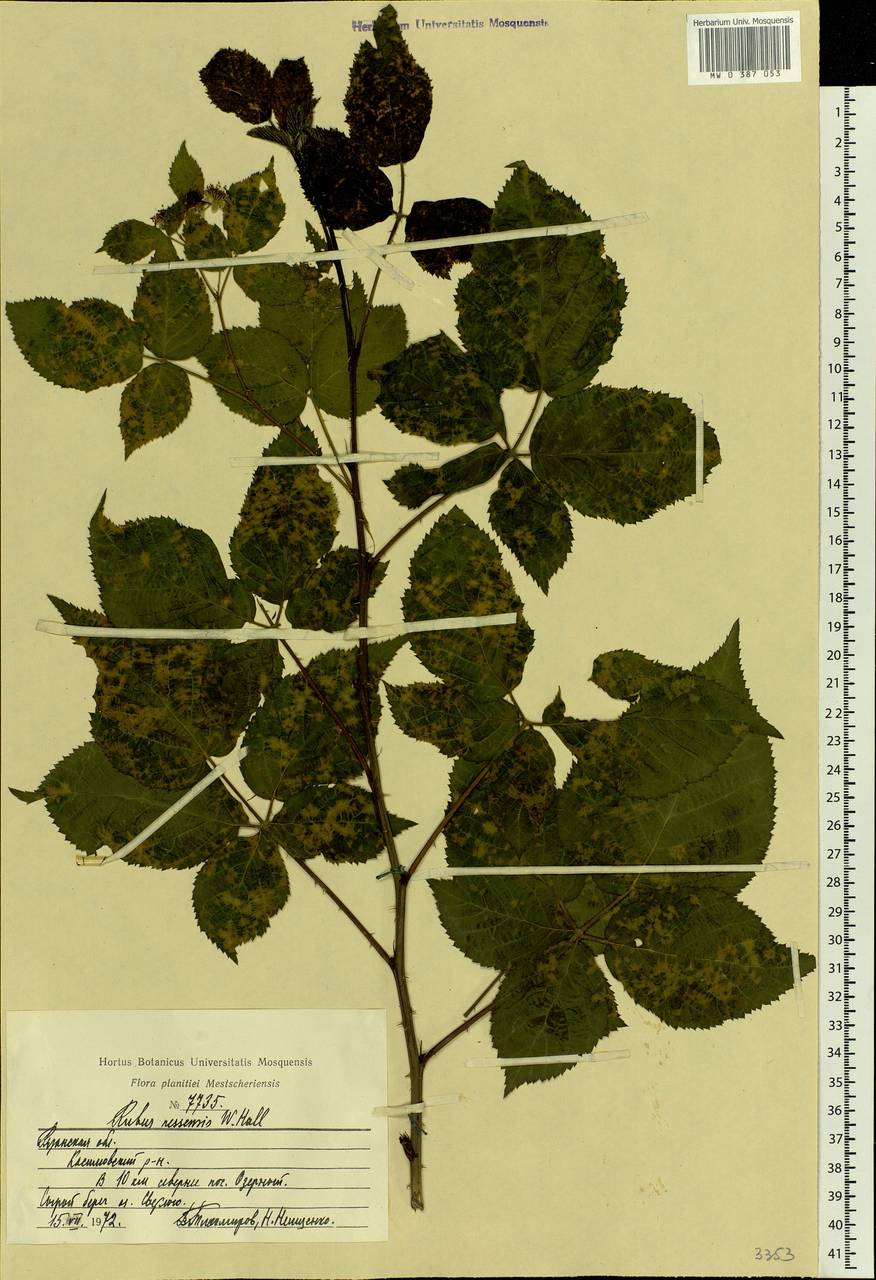Rubus nessensis Hall, Eastern Europe, Central region (E4) (Russia)