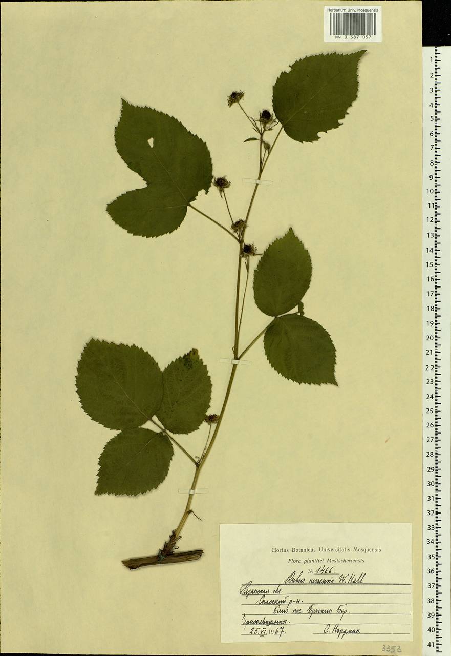 Rubus nessensis Hall, Eastern Europe, Central region (E4) (Russia)