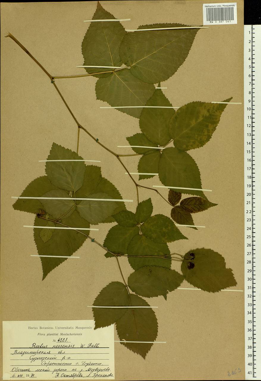 Rubus nessensis Hall, Eastern Europe, Central region (E4) (Russia)