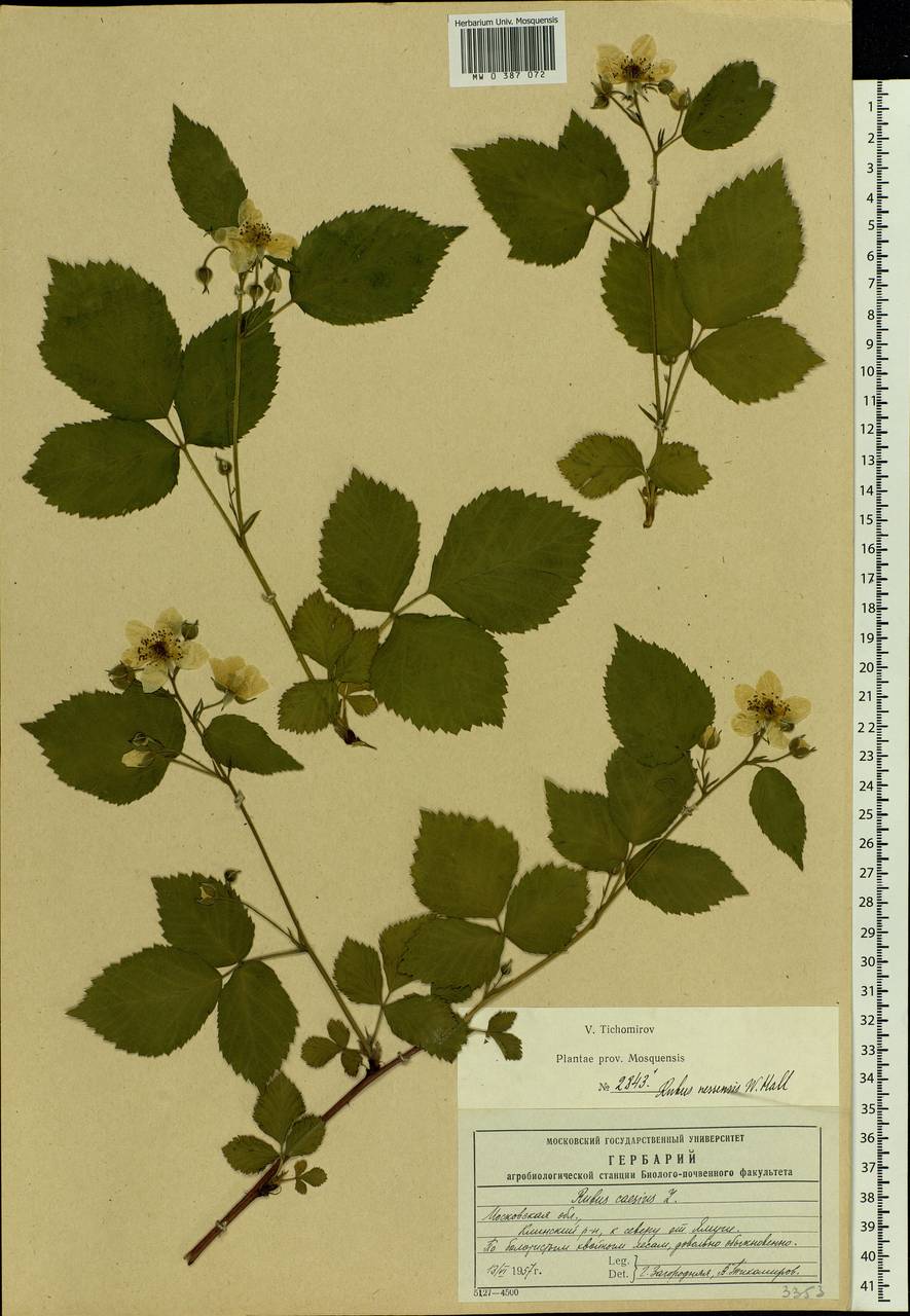 Rubus nessensis Hall, Eastern Europe, Moscow region (E4a) (Russia)