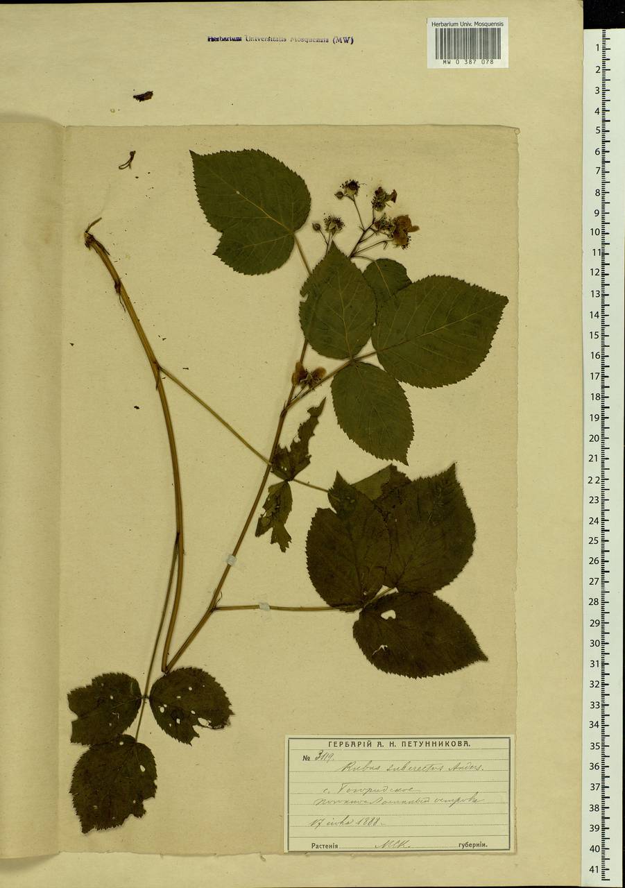 Rubus nessensis Hall, Eastern Europe, Moscow region (E4a) (Russia)