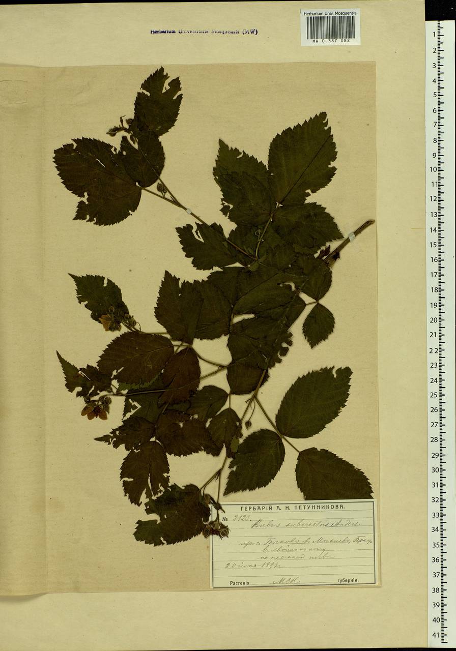 Rubus nessensis Hall, Eastern Europe, Moscow region (E4a) (Russia)