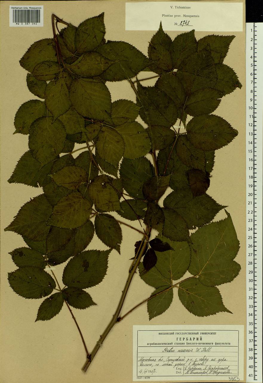 Rubus nessensis Hall, Eastern Europe, Moscow region (E4a) (Russia)